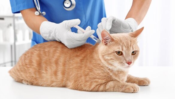 Vakcinacija Mačaka