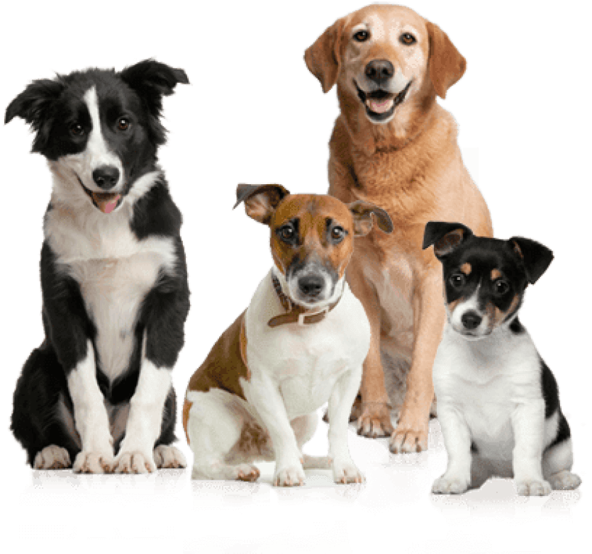 toppng.com-dog-group-dogs-calendar-2018-16-month-calendar-408x382